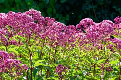 【ガーデニング】秋の庭を華やかに！初めてでも育てやすい花［8選］（サムネイル画像13）