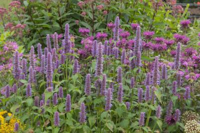 【ガーデニング】秋の庭を華やかに！初めてでも育てやすい花［8選］（サムネイル画像16）