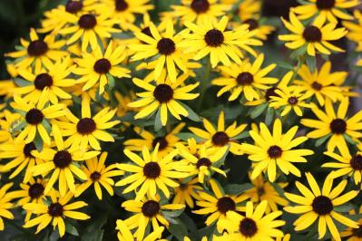 【ガーデニング】秋の庭を華やかに！初めてでも育てやすい花［8選］（サムネイル画像6）