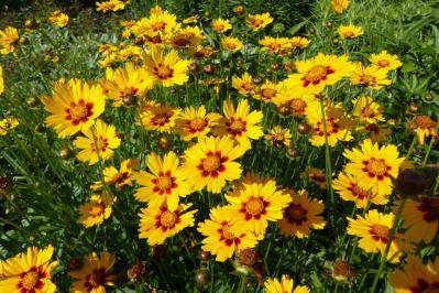 【ガーデニング】秋の庭を華やかに！初めてでも育てやすい花［8選］（サムネイル画像2）