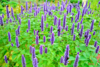 【ガーデニング】秋の庭を華やかに！初めてでも育てやすい花［8選］（サムネイル画像4）