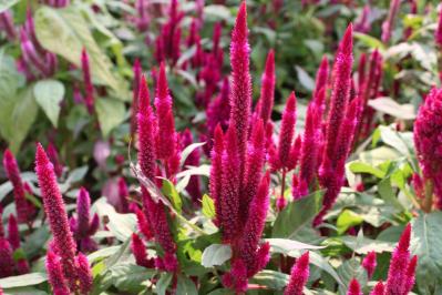 【ガーデニング】秋の庭を華やかに！初めてでも育てやすい花［8選］（サムネイル画像15）