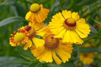 【ガーデニング】秋の庭を華やかに！初めてでも育てやすい花［8選］（サムネイル画像3）