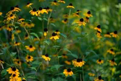 【ガーデニング】秋の庭を華やかに！初めてでも育てやすい花［8選］（サムネイル画像5）