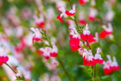 【ガーデニング】秋の庭を華やかに！初めてでも育てやすい花［8選］（サムネイル画像7）