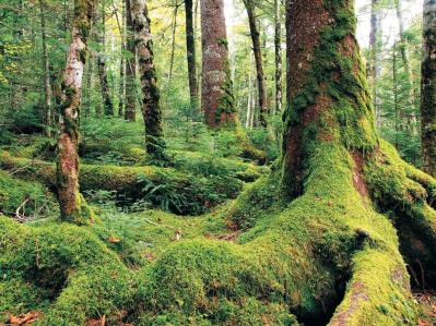 【紅葉ハイキング】絶景とおいしいグルメにも出合える長野の散策コース2選（サムネイル画像6）