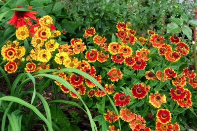 【ガーデニング】秋の庭を華やかに！初めてでも育てやすい花［8選］（サムネイル画像11）