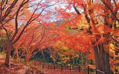 連休少し足をのばしてみては？【紅葉ハイキング】水の絶景も！ 清流沿いを歩く関東のコース2選（サムネイル画像3）