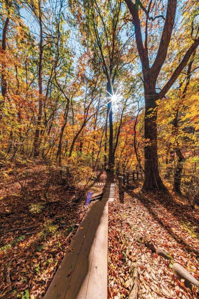 連休少し足をのばしてみては？【紅葉ハイキング】水の絶景も！ 清流沿いを歩く関東のコース2選（サムネイル画像7）