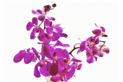 10月の誕生花と花言葉一覧【366日の誕生花と幸せの花言葉】（サムネイル画像28）