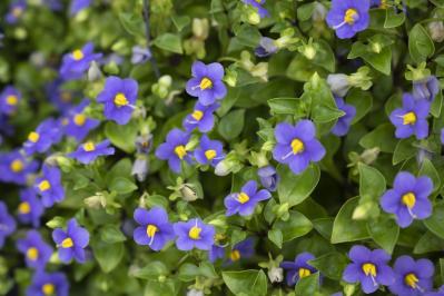 10月の誕生花と花言葉一覧【366日の誕生花と幸せの花言葉】（サムネイル画像22）