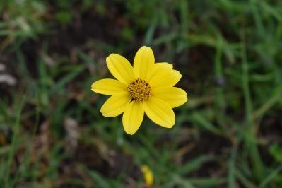 10月の誕生花と花言葉一覧【366日の誕生花と幸せの花言葉】（サムネイル画像18）