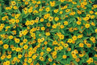 10月の誕生花と花言葉一覧【366日の誕生花と幸せの花言葉】（サムネイル画像20）