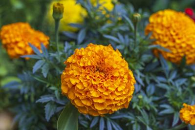 10月の誕生花と花言葉一覧【366日の誕生花と幸せの花言葉】（サムネイル画像30）