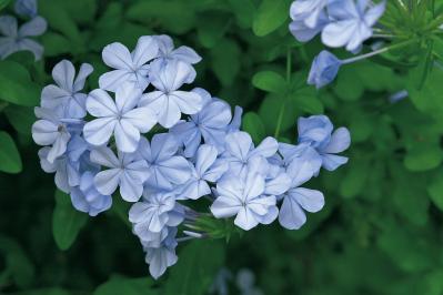 10月の誕生花と花言葉一覧【366日の誕生花と幸せの花言葉】（サムネイル画像25）