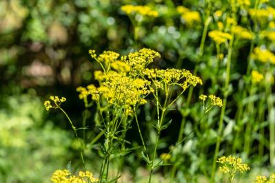 10月の誕生花と花言葉一覧【366日の誕生花と幸せの花言葉】（サムネイル画像11）