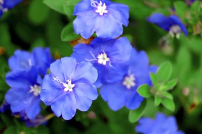 10月の誕生花と花言葉一覧【366日の誕生花と幸せの花言葉】（サムネイル画像16）