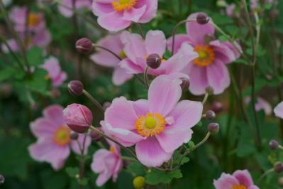 【ガーデニング】秋空に映える多年草［8選］日本の気候にあった丈夫な花たち（サムネイル画像12）