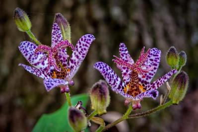 【ガーデニング】秋空に映える多年草［8選］日本の気候にあった丈夫な花たち（サムネイル画像8）