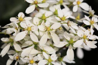 【ガーデニング】秋空に映える多年草［8選］日本の気候にあった丈夫な花たち（サムネイル画像6）