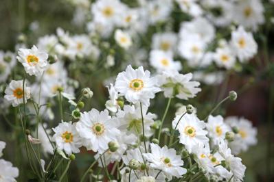 【ガーデニング】秋空に映える多年草［8選］日本の気候にあった丈夫な花たち（サムネイル画像13）