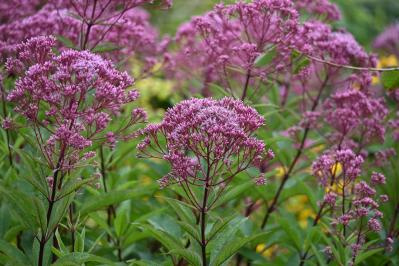 【ガーデニング】秋空に映える多年草［8選］日本の気候にあった丈夫な花たち（サムネイル画像10）