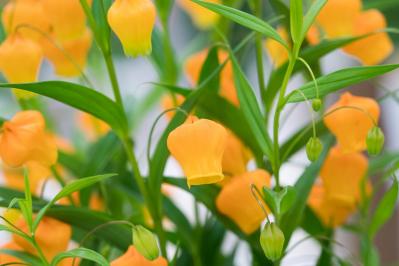 9月19日の花とは？【366日の誕生花と幸せの花言葉】