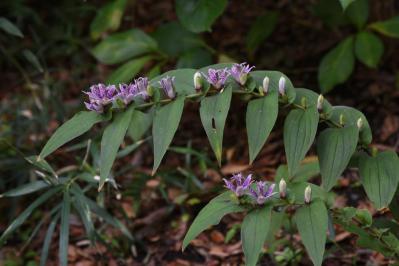 【ガーデニング】秋空に映える多年草［8選］日本の気候にあった丈夫な花たち（サムネイル画像9）