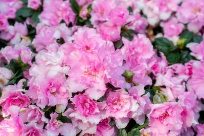 11月の誕生花と花言葉一覧【366日の誕生花と幸せの花言葉】（サムネイル画像30）