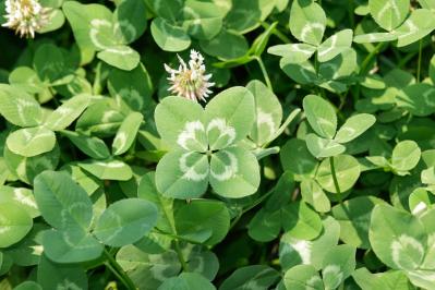 11月の誕生花と花言葉一覧【366日の誕生花と幸せの花言葉】（サムネイル画像18）