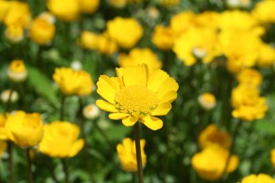 11月の誕生花と花言葉一覧【366日の誕生花と幸せの花言葉】（サムネイル画像27）