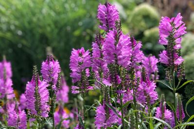 11月の誕生花と花言葉一覧【366日の誕生花と幸せの花言葉】（サムネイル画像9）