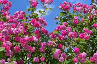 11月の誕生花と花言葉一覧【366日の誕生花と幸せの花言葉】（サムネイル画像11）