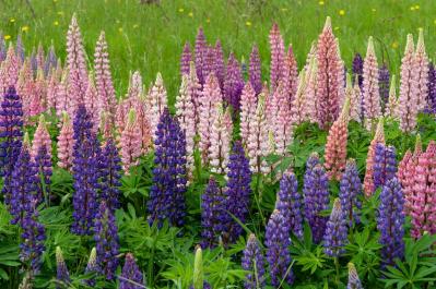 11月の誕生花と花言葉一覧【366日の誕生花と幸せの花言葉】（サムネイル画像29）