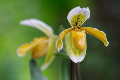 11月の誕生花と花言葉一覧【366日の誕生花と幸せの花言葉】（サムネイル画像32）