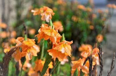 11月の誕生花と花言葉一覧【366日の誕生花と幸せの花言葉】（サムネイル画像6）