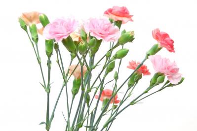 12月の誕生花と花言葉一覧【366日の誕生花と幸せの花言葉】（サムネイル画像4）