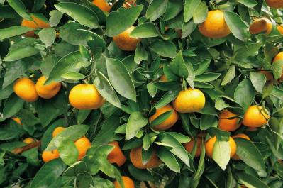 12月の誕生花と花言葉一覧【366日の誕生花と幸せの花言葉】（サムネイル画像30）