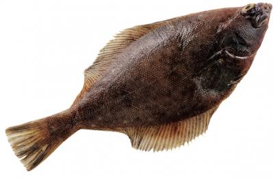 美容にうれしい【かれいの煮つけ】ビタミンとコラーゲンを余すことなくとるコツとは？（サムネイル画像2）