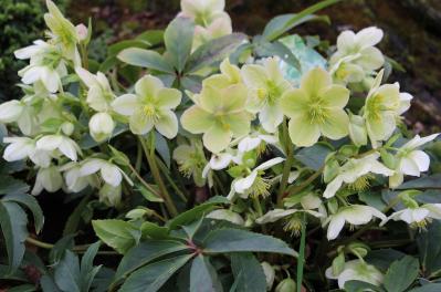 12月の誕生花と花言葉一覧【366日の誕生花と幸せの花言葉】（サムネイル画像21）