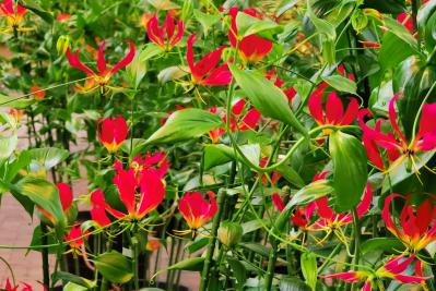 12月の誕生花と花言葉一覧【366日の誕生花と幸せの花言葉】（サムネイル画像20）