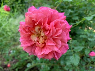 【50代から始めるガーデニング】バラ育ての植え場所・土作りを徹底解説（サムネイル画像4）