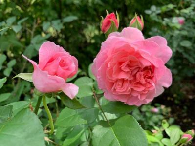 【50代から始めるガーデニング】バラ育ての植え場所・土作りを徹底解説（サムネイル画像3）