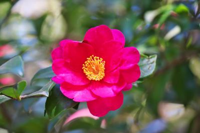 12月の誕生花と花言葉一覧【366日の誕生花と幸せの花言葉】（サムネイル画像31）