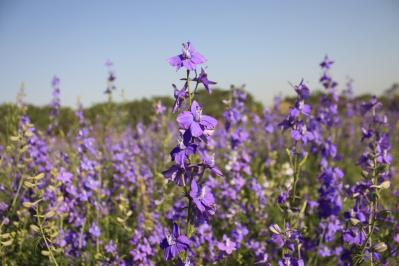 12月の誕生花と花言葉一覧【366日の誕生花と幸せの花言葉】（サムネイル画像22）