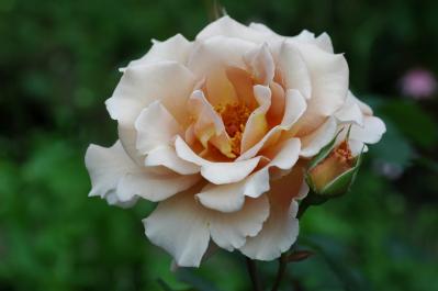 12月の誕生花と花言葉一覧【366日の誕生花と幸せの花言葉】（サムネイル画像5）