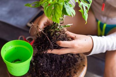 秋のガーデニングで株分け＆リフレッシュ！多年草を長く楽しむ植え替えのコツ（サムネイル画像4）