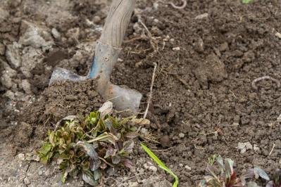 秋のガーデニングで株分け＆リフレッシュ！多年草を長く楽しむ植え替えのコツ（サムネイル画像9）