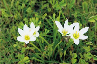 9月30日の花とは？【366日の誕生花と幸せの花言葉】