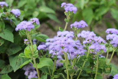 【秋のナチュラルガーデン】宿根草［8選］でおしゃれで植えっぱなしの庭づくり（サムネイル画像8）